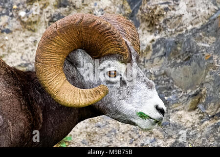 Eine Detailansicht eines Bighorn Schafe fressen Gras Stockfoto