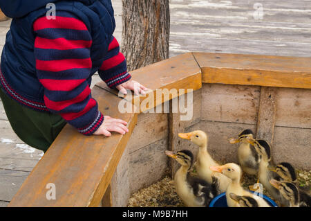 Toddler boy gefüttert und Spielen und Blick auf Entenküken im Streichelzoo. Konzept der freundlich conect, Respekt und Liebe zur Natur und Tier, grüße von Stockfoto