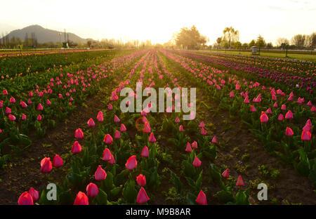 Srinagar, Indien. 24 Mär, 2018. Tupils in Blüte bei Siraj Bagh auch als Tulip Garden am 24. März 2018, die angeblich die größte tulip Garden in Asien zu sein. Der Garten liegt am Ufer des berühmten Dal Lake in Srinagar, Kashmir, Indische verwaltet, hat ca. 60 Arten von Tulip Blumen. Der Garten wird offiziell für die Öffentlichkeit am 25. März, die Marken thebeginning der Tourismussaison in Kaschmir geöffnet geworfen werden. Credit: Muzamil Mattoo/Pacific Press/Alamy leben Nachrichten Stockfoto