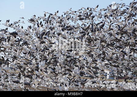 Eine große Herde von Schnee Gänse Flug nehmen. Stockfoto