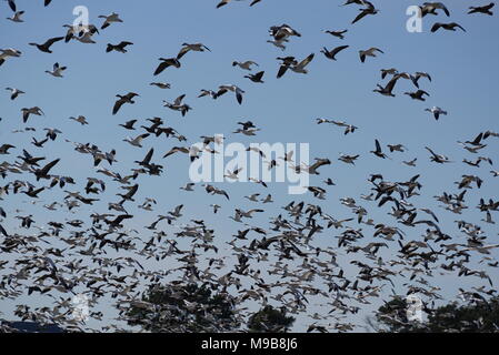 Eine große Herde von Schnee Gänse Flug nehmen. Stockfoto