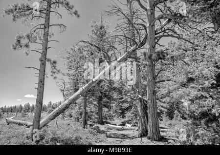 Große tote Pine Tree ruht auf Baum. Wald Weg führt unter gefallenen Baum mit Clearing auf der linken Seite. Stockfoto