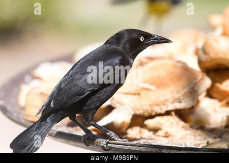 Ein Carib Grackle (Quiscalus Lugubris) in Antigua Stockfoto