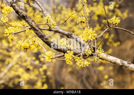 Cornus officinalis am Frühling in sansuyu Dorf, Korea Stockfoto