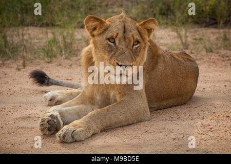 Lions in Kruger Südafrika Stockfoto