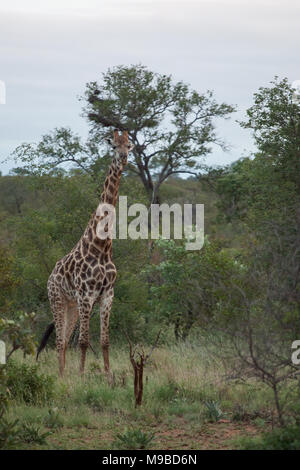 Giraffe im Kruger Südafrika Stockfoto