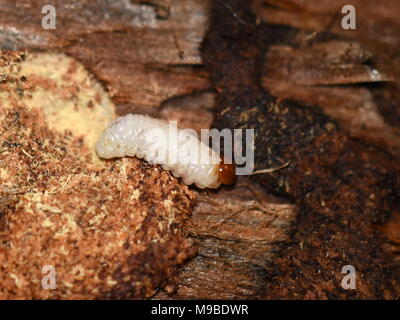 Nahaufnahme von Hylobius Larven zersetzende Nahrung auf verfaultem Holz Stockfoto