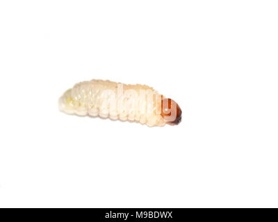 Nahaufnahme auf Hylobius Larve auf weißem Hintergrund Stockfoto