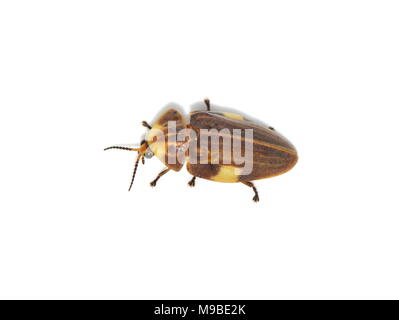 Die fotogene firefly Aspisoma lineatum aus Brasilien isoliert auf weißem Hintergrund Stockfoto