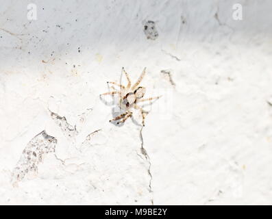 Die graue Wand Jumper spider Menemerus bivittatus sitzen auf einer weißen Wand Stockfoto