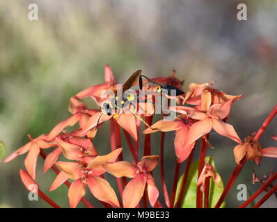 Schwarz und Gelb Schlamm dauber Wasp Sceliphron fistularum sitzen in einer roten Blume Stockfoto