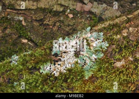 Green Moss auf einem Baumstamm im Frühjahr Stockfoto