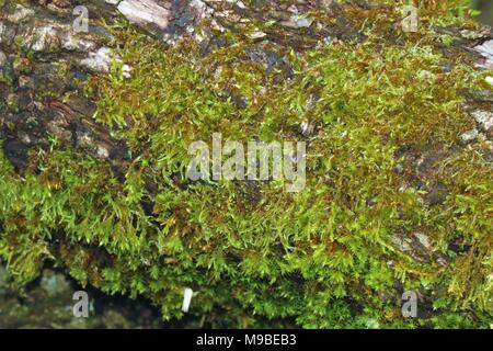 Green Moss auf einem Baumstamm im Frühjahr Stockfoto