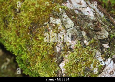 Green Moss auf einem Baumstamm im Frühjahr Stockfoto