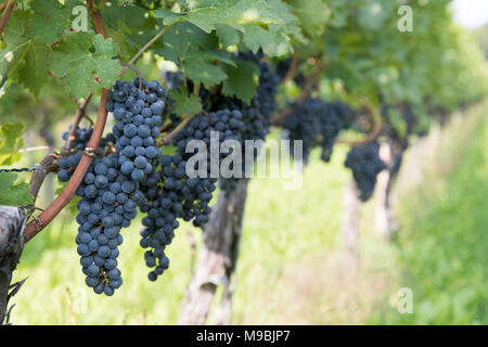 Rote Trauben reifen auf Weinreben in einem Weinberg Stockfoto