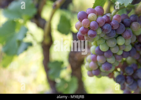 Rote Trauben reifen auf Weinreben in einem Weinberg Stockfoto