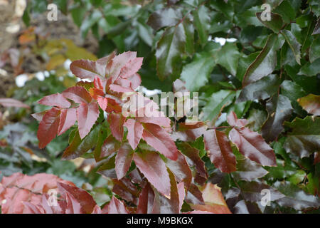 Close up im freien Blick auf die Anlage, mahonie Mahonia aquifolium, berberidaceae Familie. Dünnen Zweigen mit vielen gefiederten Blättern, bestehend aus stacheligen Blätter Stockfoto