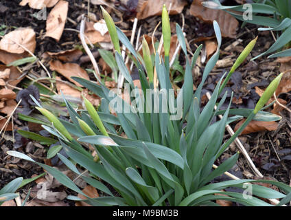 Iris pumila im Frühjahr mit trockenen Blättern von einem Baum im Hintergrund Stockfoto