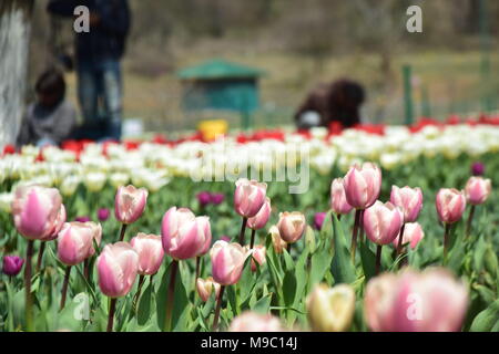 Srinagar, Jammu und Kaschmir, Jashmir. 24 Mär, 2018. Eine allgemeine Ansicht der Tulpen in Blüte berühmten Indira Gandhi Memorial Tulip garden, Asiens größte tulip Garten, Sommer in Srinagar, die Hauptstadt der Jashmirn Kaschmir. Es ist die größte tulip Garden in Asien verteilt auf einer Fläche von 30 Hektar. Es ist in Siraj Bagh am Fuße des Zabarwan Range. Es ist eine touristische Attraktion in Srinagar. Credit: Abbas Idrees/SOPA Images/ZUMA Draht/Alamy leben Nachrichten Stockfoto