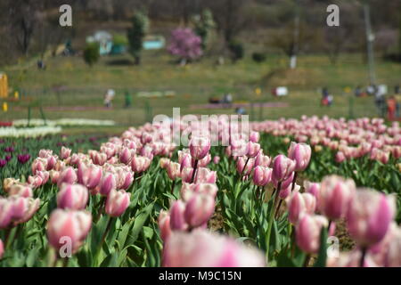 Srinagar, Jammu und Kaschmir, Jashmir. 24 Mär, 2018. Eine allgemeine Ansicht der Tulpen in Blüte berühmten Indira Gandhi Memorial Tulip garden, Asiens größte tulip Garten, Sommer in Srinagar, die Hauptstadt der Jashmirn Kaschmir. Es ist die größte tulip Garden in Asien verteilt auf einer Fläche von 30 Hektar. Es ist in Siraj Bagh am Fuße des Zabarwan Range. Es ist eine touristische Attraktion in Srinagar. Credit: Abbas Idrees/SOPA Images/ZUMA Draht/Alamy leben Nachrichten Stockfoto