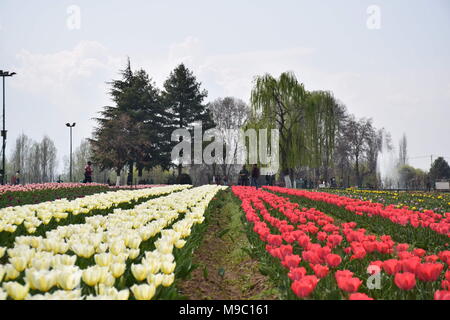 Srinagar, Jammu und Kaschmir, Jashmir. 24 Mär, 2018. Eine allgemeine Ansicht der Tulpen in Blüte berühmten Indira Gandhi Memorial Tulip garden, Asiens größte tulip Garten, Sommer in Srinagar, die Hauptstadt der Jashmirn Kaschmir. Es ist die größte tulip Garden in Asien verteilt auf einer Fläche von 30 Hektar. Es ist in Siraj Bagh am Fuße des Zabarwan Range. Es ist eine touristische Attraktion in Srinagar. Credit: Abbas Idrees/SOPA Images/ZUMA Draht/Alamy leben Nachrichten Stockfoto