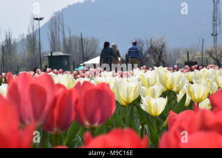 Srinagar, Jammu und Kaschmir, Jashmir. 24 Mär, 2018. Eine allgemeine Ansicht der Tulpen in Blüte berühmten Indira Gandhi Memorial Tulip garden, Asiens größte tulip Garten, Sommer in Srinagar, die Hauptstadt der Jashmirn Kaschmir. Es ist die größte tulip Garden in Asien verteilt auf einer Fläche von 30 Hektar. Es ist in Siraj Bagh am Fuße des Zabarwan Range. Es ist eine touristische Attraktion in Srinagar. Credit: Abbas Idrees/SOPA Images/ZUMA Draht/Alamy leben Nachrichten Stockfoto