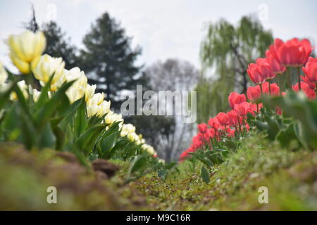 Srinagar, Jammu und Kaschmir, Jashmir. 24 Mär, 2018. Eine allgemeine Ansicht der Tulpen in Blüte berühmten Indira Gandhi Memorial Tulip garden, Asiens größte tulip Garten, Sommer in Srinagar, die Hauptstadt der Jashmirn Kaschmir. Es ist die größte tulip Garden in Asien verteilt auf einer Fläche von 30 Hektar. Es ist in Siraj Bagh am Fuße des Zabarwan Range. Es ist eine touristische Attraktion in Srinagar. Credit: Abbas Idrees/SOPA Images/ZUMA Draht/Alamy leben Nachrichten Stockfoto