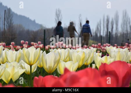 Srinagar, Jammu und Kaschmir, Jashmir. 24 Mär, 2018. Touristen genießen den Blick auf blühte Tulpen im weltberühmten Indira Gandhi Memorial Tulip garden, Asiens größte tulip Garten, Sommer in Srinagar, die Hauptstadt der Jashmirn Kaschmir. Es ist die größte tulip Garden in Asien verteilt auf einer Fläche von 30 Hektar. Es ist in Siraj Bagh am Fuße des Zabarwan Range. Es ist eine touristische Attraktion in Srinagar. Credit: Abbas Idrees/SOPA Images/ZUMA Draht/Alamy leben Nachrichten Stockfoto