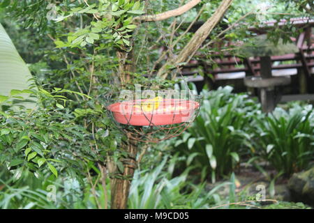 Brazillian Safran Finch (Sicalis flaveola) Spotted draußen in der Wildnis. Vogel Hintergrund Stockfoto