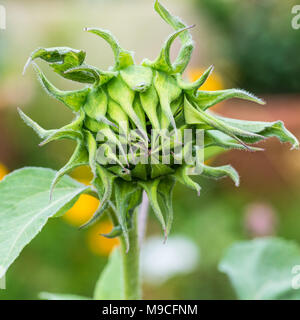 Eine Makroaufnahme der Knospe einer Sonnenblume. Stockfoto