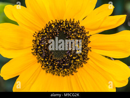Eine Makroaufnahme einer hellen gelben Sonnenblume. Stockfoto