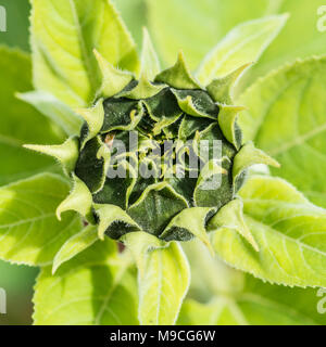 Eine Makroaufnahme einer Sonnenblume Blütenknospe. Stockfoto