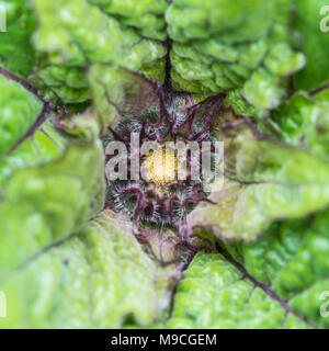 Eine Makroaufnahme der Mittelpunkt einer Sonnenblume. Stockfoto