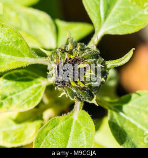 Eine Makroaufnahme der Knospe einer Sonnenblume Blüte. Stockfoto