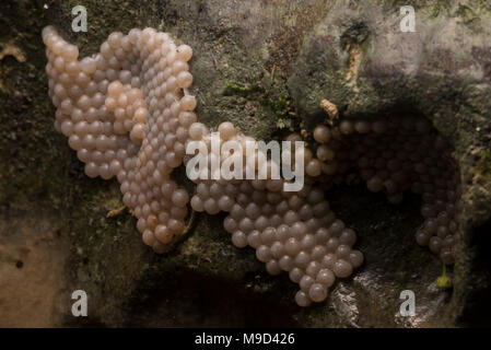 Eier auf einem Felsen in Peru, diese Eier gehören zu einer Apfelschnecke. Stockfoto