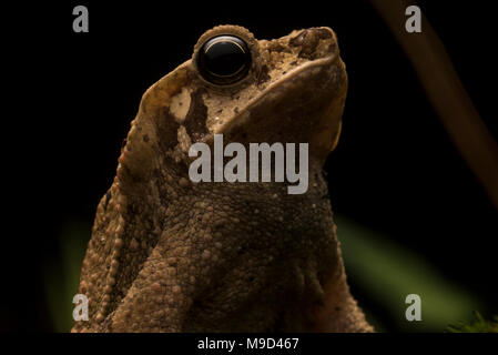 Ein Makro Portrait eines Südamerikanischen Erdkröte, eine Spezies, die zweifellos stellt einen Komplex von kryptische Arten, die noch aufgeteilt werden. Stockfoto