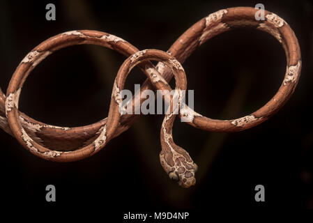 Eine stumpfe Kopf tree snake (Imantodes cenchoa) stellt natürlich in der gleichen Form als Abbildung 8 oder unendlich Loop. Stockfoto