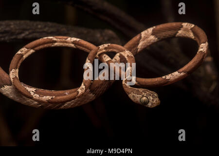 Eine stumpfe Kopf tree snake (Imantodes cenchoa) stellt natürlich in der gleichen Form als Abbildung 8 oder unendlich Loop. Stockfoto