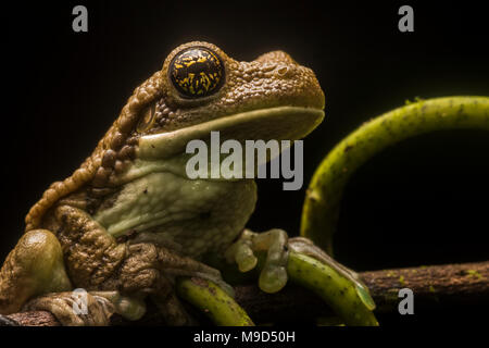 Eine geäderte Laubfrosch (Trachycephalus venulosus) aus Peru. Diese frog haben giftige Sekrete, die it von Raubtieren zu verteidigen. Stockfoto