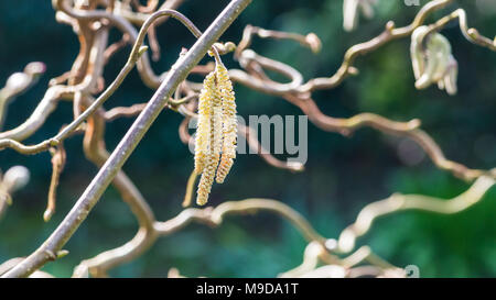 Ein Schuss von einigen twisted Hazel tree Palmkätzchen öffnen. Stockfoto