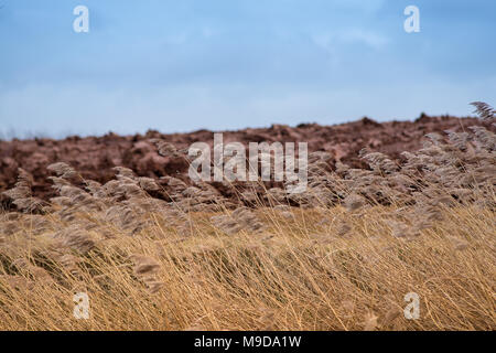 Wild Weidelgras winken vor blauem Himmel und frisch gepflügten Feldes Stockfoto