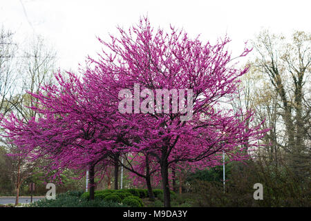 Östliche redbud Bäume (Cercis canadensis) blühen im Frühjahr in Indianapolis, Indiana, USA. Stockfoto