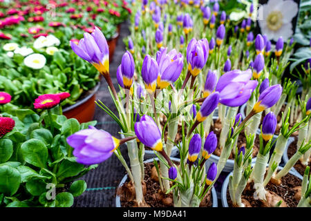 Frühling Krokusse in Töpfen zum Verkauf Stockfoto