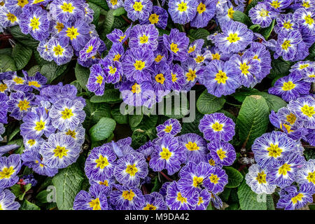 Polyanthus, Primrose, Primula acaulis, Primroses Blue Zebra Stockfoto