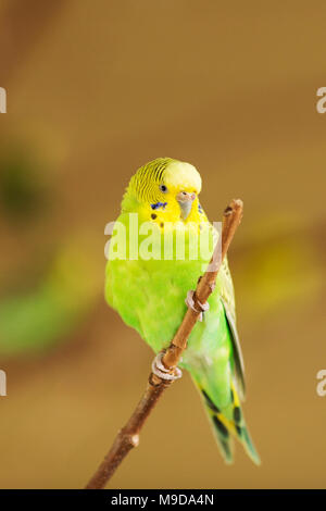 Ein grün-gelber Wellensittich oder australischen Wellensittich, auch als Wellensittich (Melopsittacus undulatus), auf einem Zweig sitzend bekannt. Stockfoto