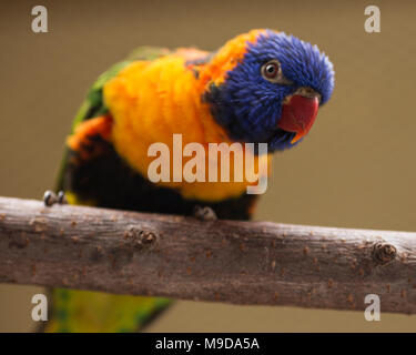 Eine Nahaufnahme portrait einer Rainbow lorikeet (trichoglossus Moluccanus) auf einem Ast sitzend. Stockfoto