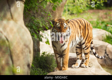 Einen männlichen Sibirischen (Amur) Tiger (Panthera tigris tigris) seine Zunge heraus zu haften. Stockfoto