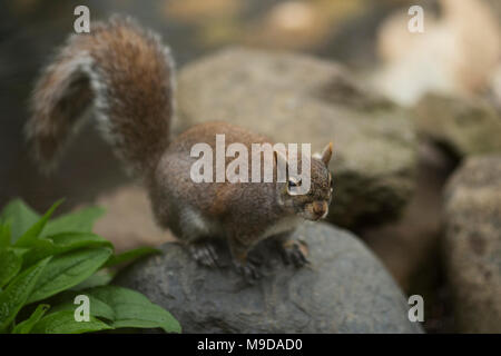 Östlichen Grauhörnchen (Sciurus carolinensis) beobachtet von einem felsigen Aussichtspunkt. Stockfoto