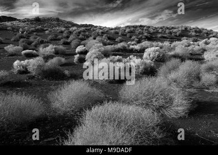 Desert Vegetation der Flanken eines alten Schlackenkegel, Sunset Crater National Monument, Arizona Stockfoto