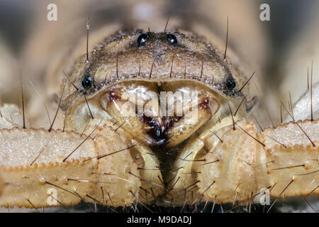 ECU-Mund Teile, Stripe-Tailed Scorpion auch, Teufel Skorpion, Paravaejovis spinigerus Stockfoto